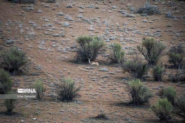 گوزن زرد ایرانی