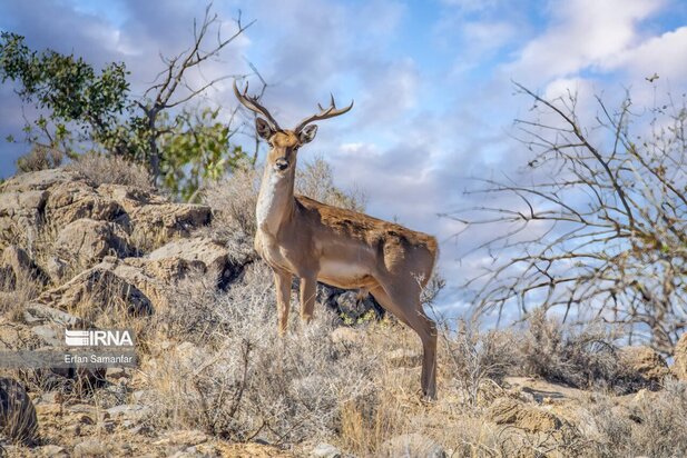 گوزن زرد ایرانی