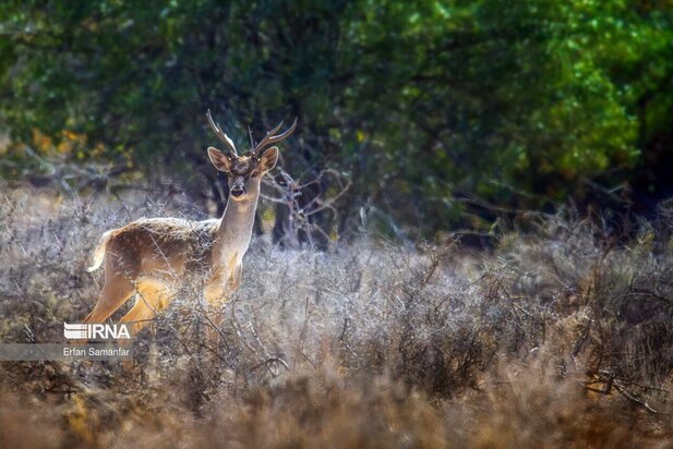 گوزن زرد ایرانی