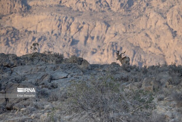گوزن زرد ایرانی