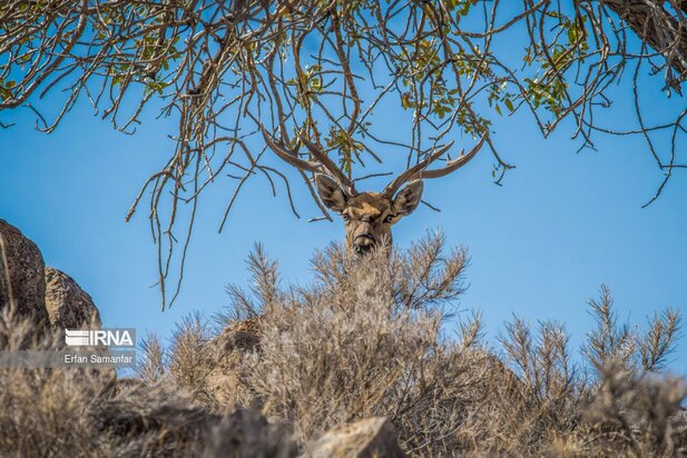 گوزن زرد ایرانی