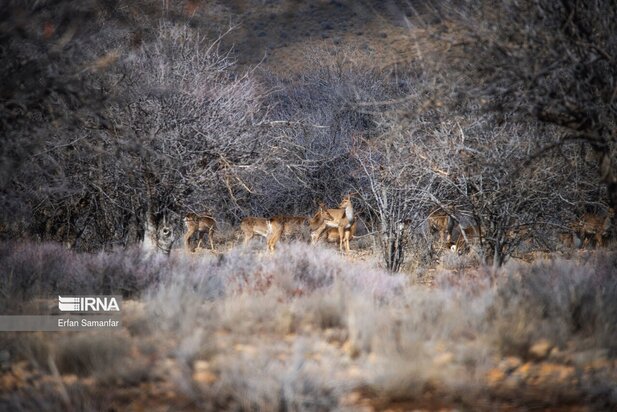 گوزن زرد ایرانی