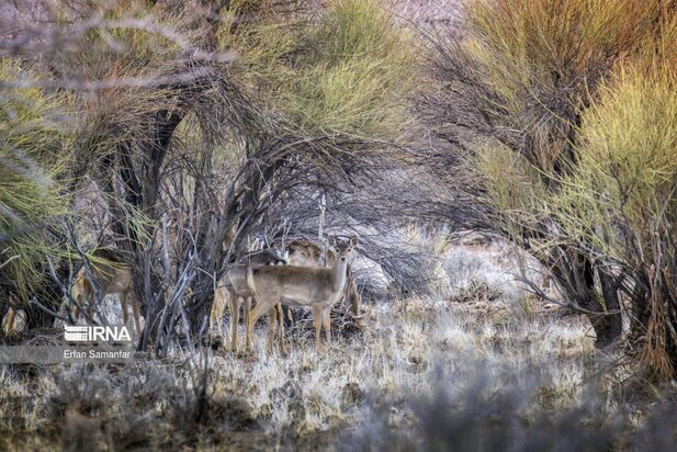 گوزن زرد ایرانی