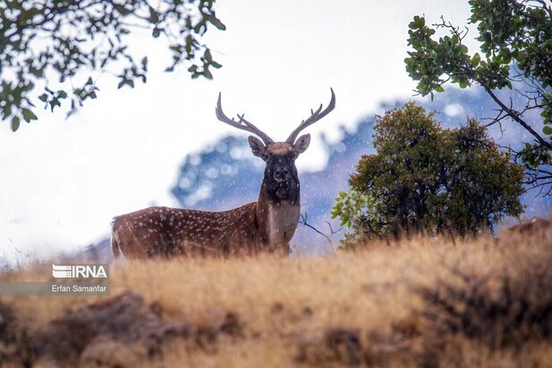 گوزن زرد ایرانی