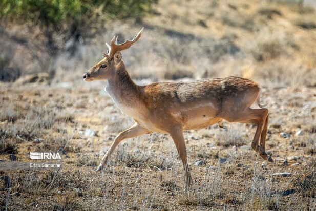 گوزن زرد ایرانی