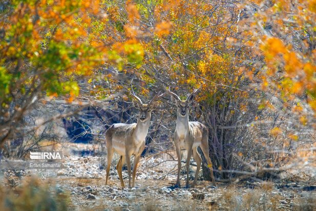 گوزن زرد ایرانی
