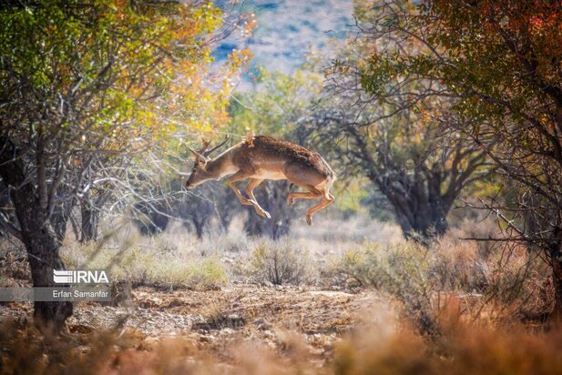 گوزن زرد ایرانی