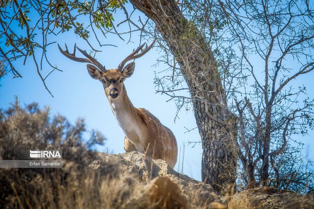 گوزن زرد ایرانی