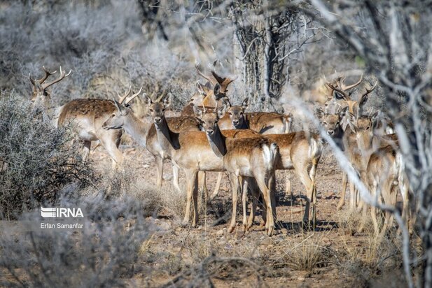 گوزن زرد ایرانی