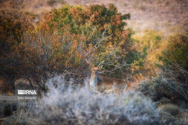 گوزن زرد ایرانی