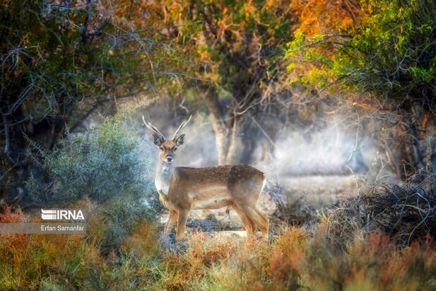گوزن زرد ایرانی