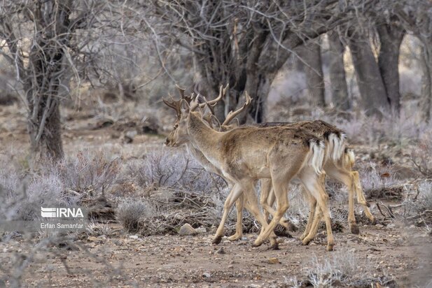گوزن زرد ایرانی