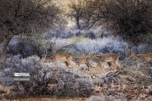 گوزن زرد ایرانی