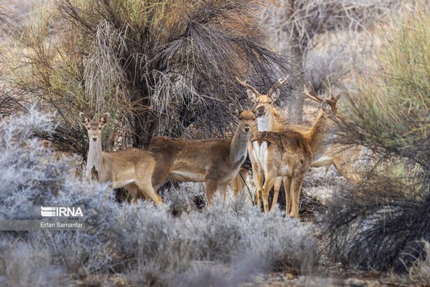 گوزن زرد ایرانی