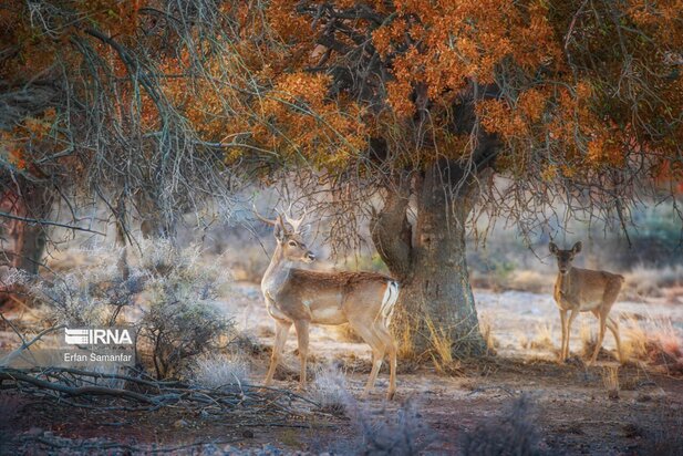 گوزن زرد ایرانی