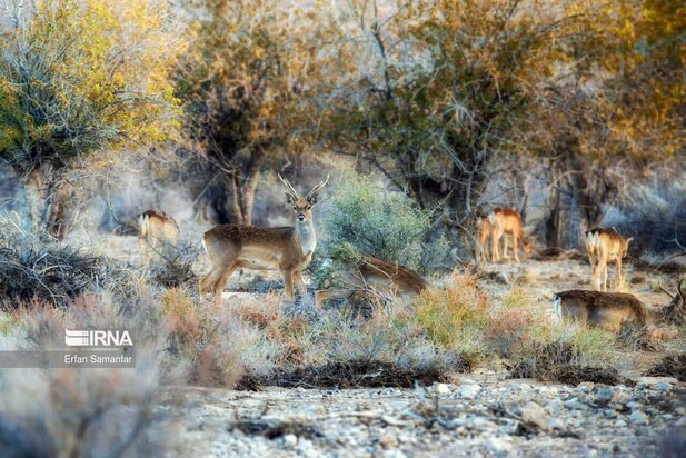 گوزن زرد ایرانی