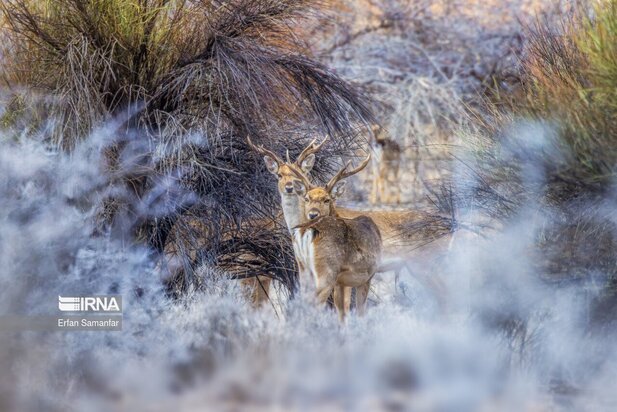 گوزن زرد ایرانی