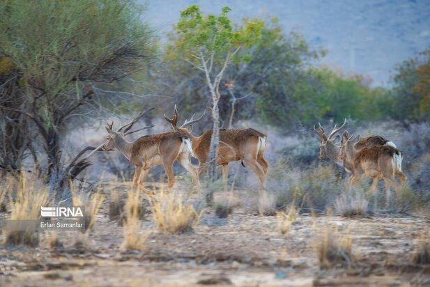 گوزن زرد ایرانی