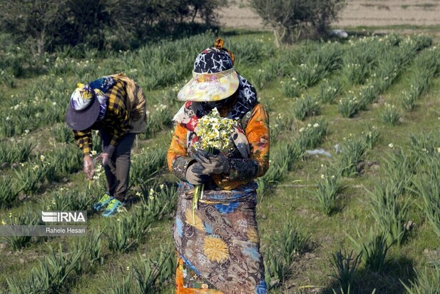 برداشت گل نرگس