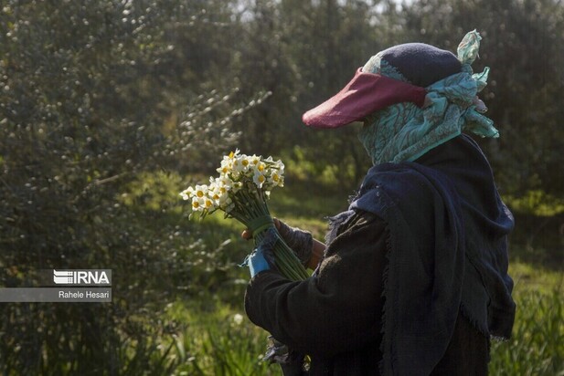 برداشت گل نرگس