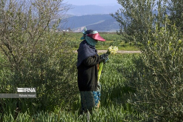 برداشت گل نرگس