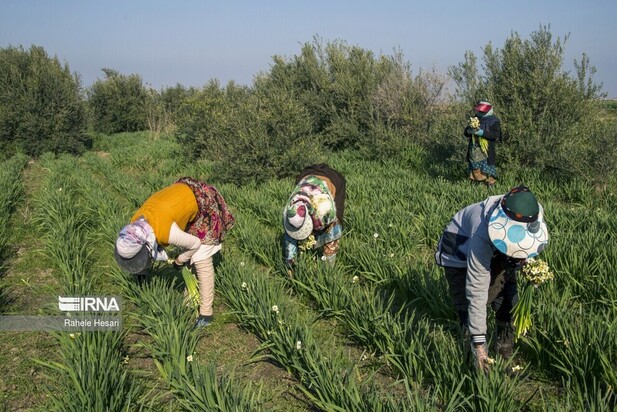 برداشت گل نرگس