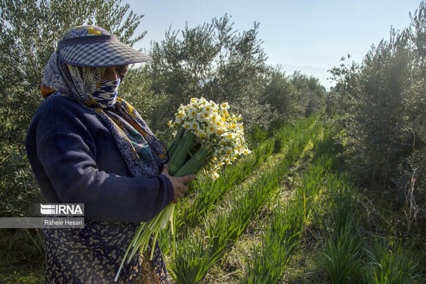 برداشت گل نرگس