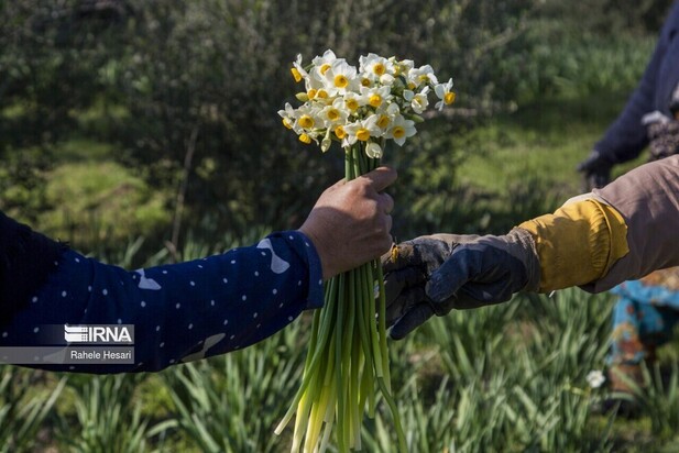 برداشت گل نرگس