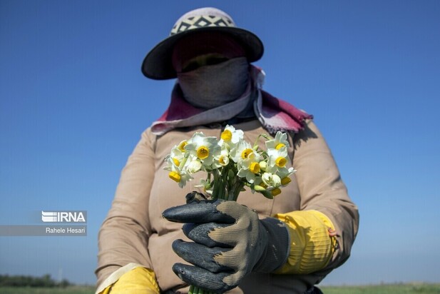 برداشت گل نرگس