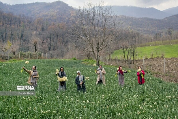 برداشت گل نرگس