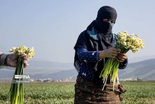 برداشت گل نرگس