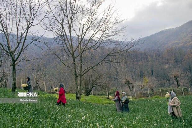 برداشت گل نرگس