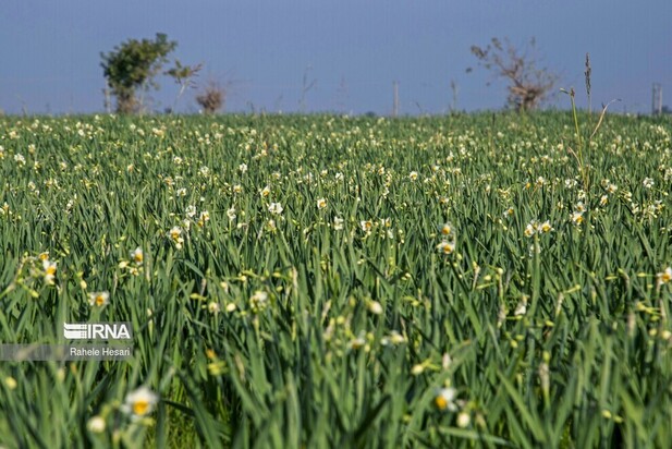 برداشت گل نرگس