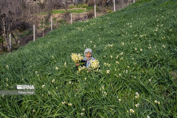 برداشت گل نرگس