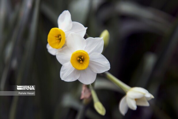 برداشت گل نرگس