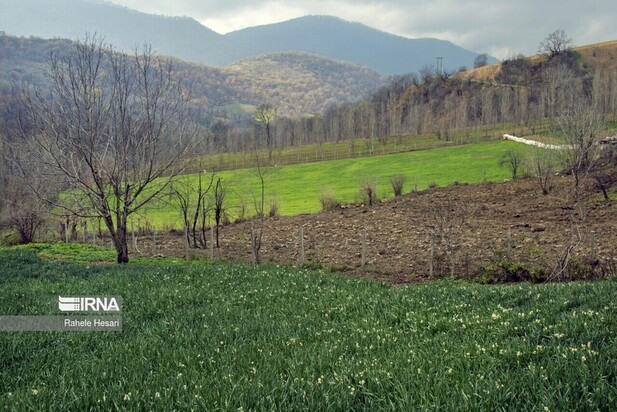 برداشت گل نرگس