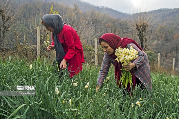 برداشت گل نرگس