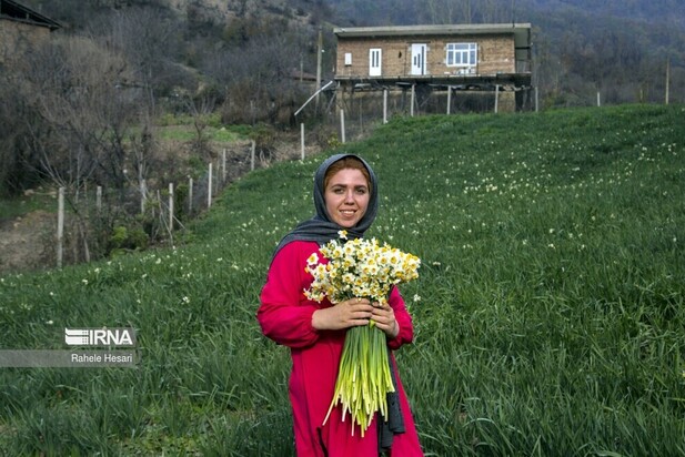 برداشت گل نرگس