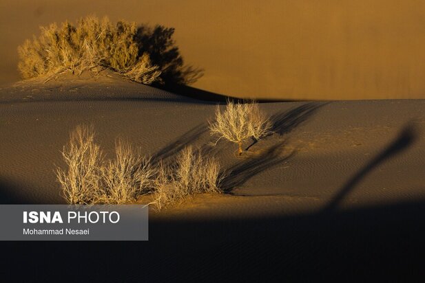 شن های طلایی ایران در کویر مصر