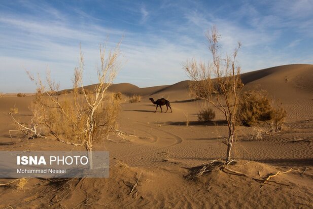 شن های طلایی ایران در کویر مصر