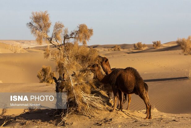 شن های طلایی ایران در کویر مصر