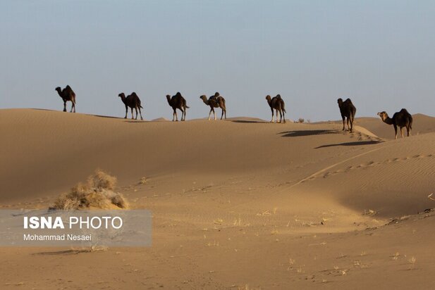 شن های طلایی ایران در کویر مصر