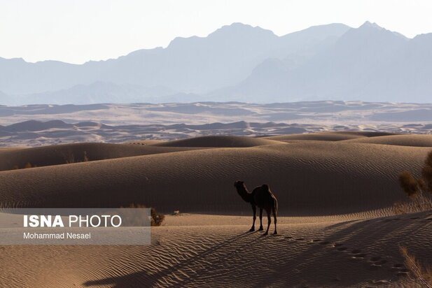 شن های طلایی ایران در کویر مصر