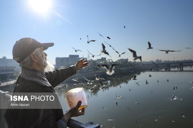 میزبانی پل سفید اهواز از پرندگان مهاجر