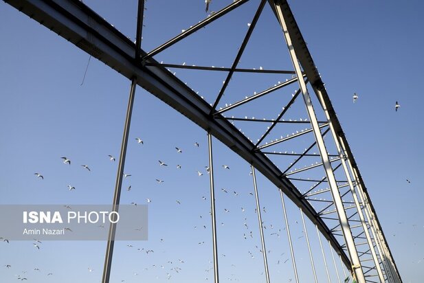 میزبانی پل سفید اهواز از پرندگان مهاجر