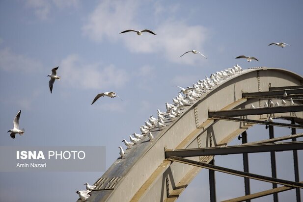 میزبانی پل سفید اهواز از پرندگان مهاجر