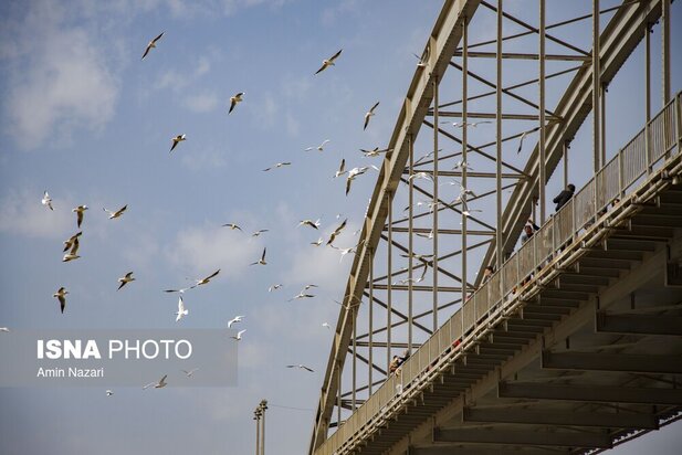 میزبانی پل سفید اهواز از پرندگان مهاجر