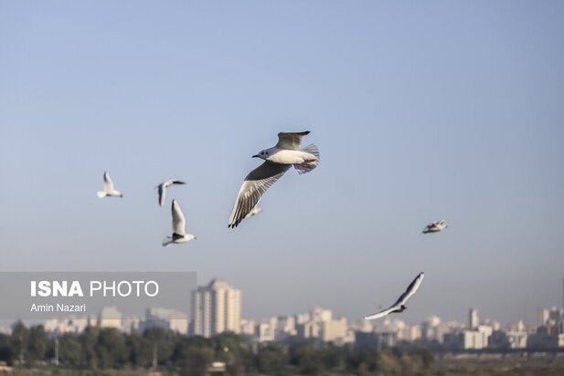 میزبانی پل سفید اهواز از پرندگان مهاجر