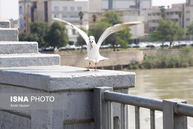 میزبانی پل سفید اهواز از پرندگان مهاجر