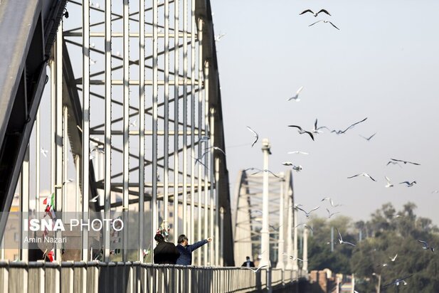 میزبانی پل سفید اهواز از پرندگان مهاجر